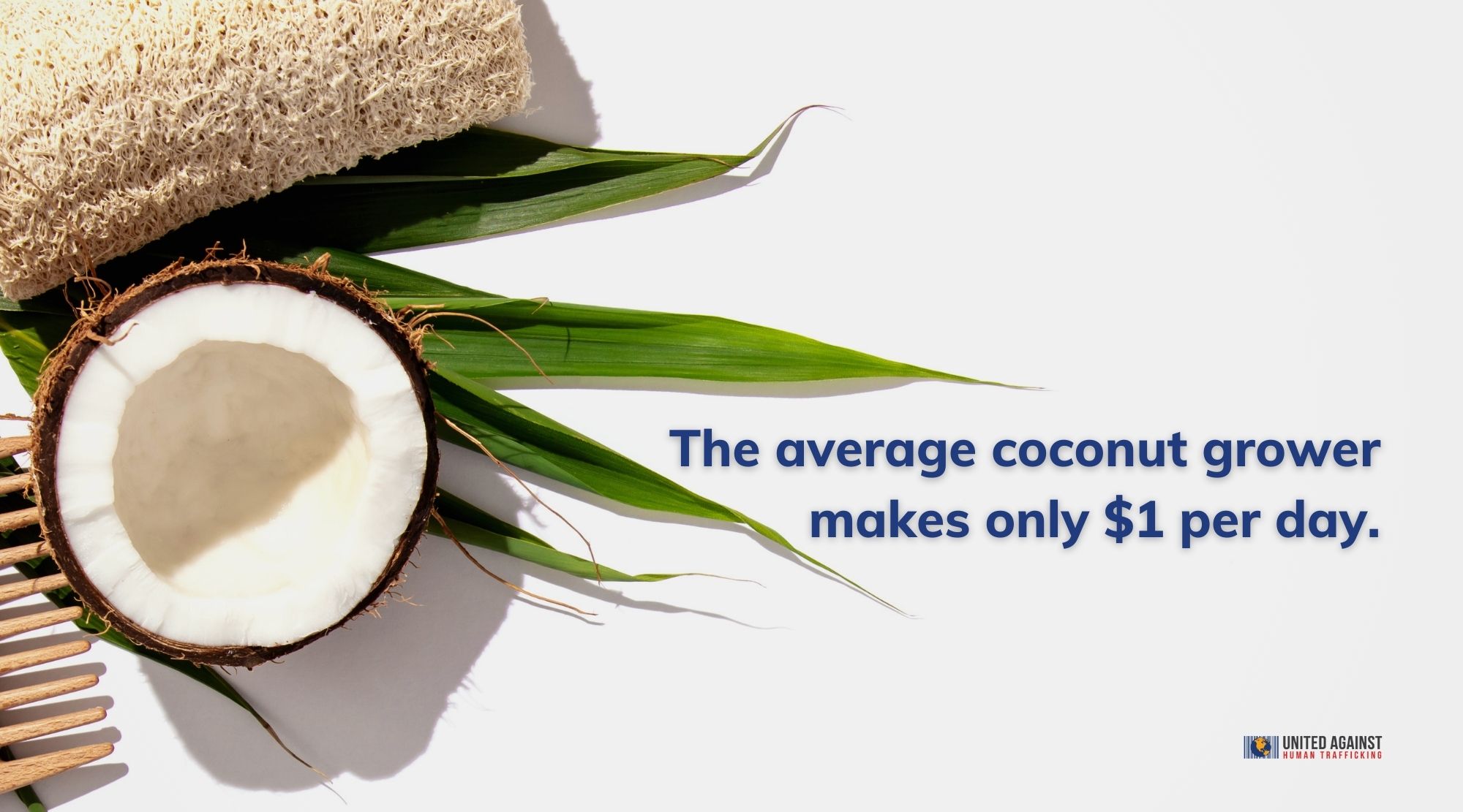 The average coconut grower makes only $1 per day
